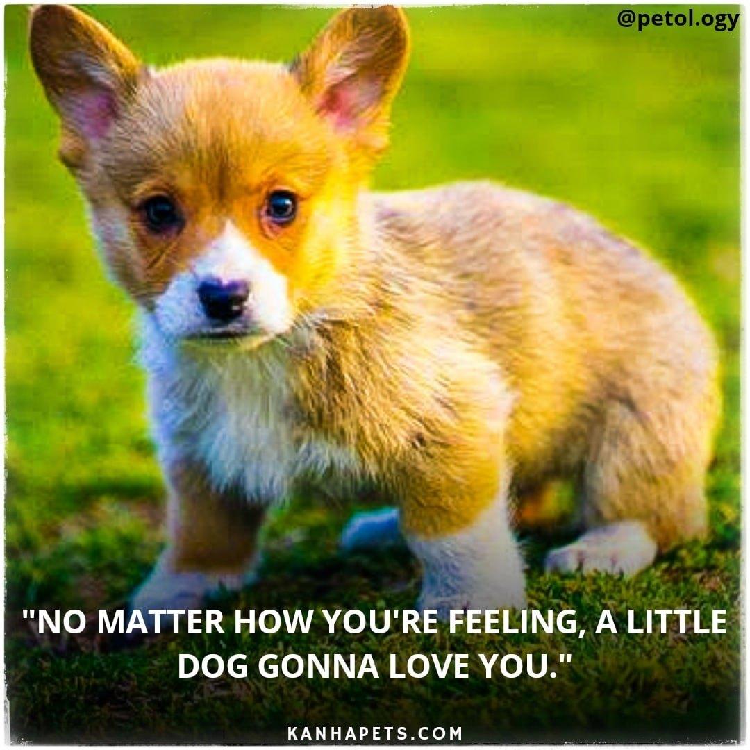 Pet care; Exp: More than 10 year