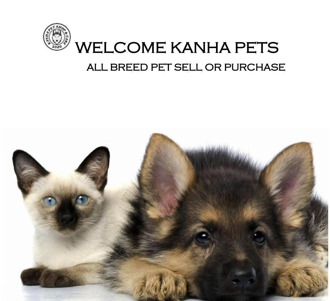 Pet care; Exp: More than 5 year