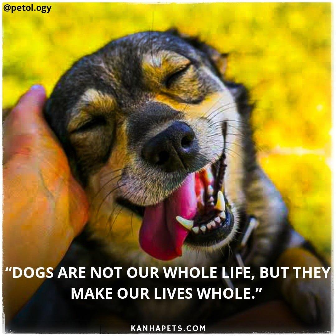 Pet care; Exp: More than 10 year