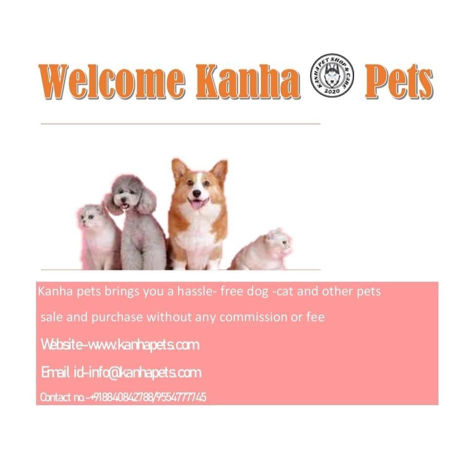 Pet care; Exp: More than 5 year