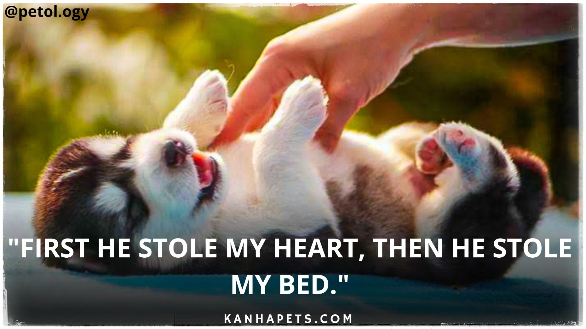 Pet care; Exp: More than 10 year