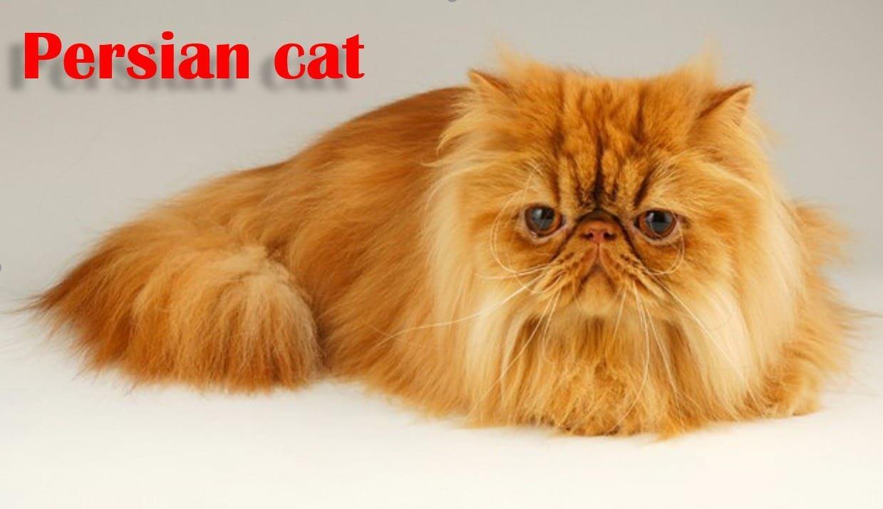 Pet care; Exp: More than 5 year