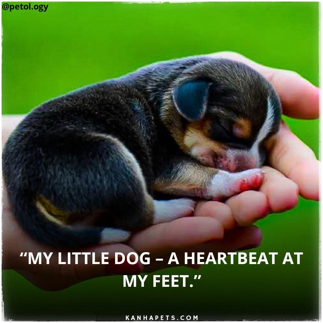 Pet care; Exp: More than 10 year