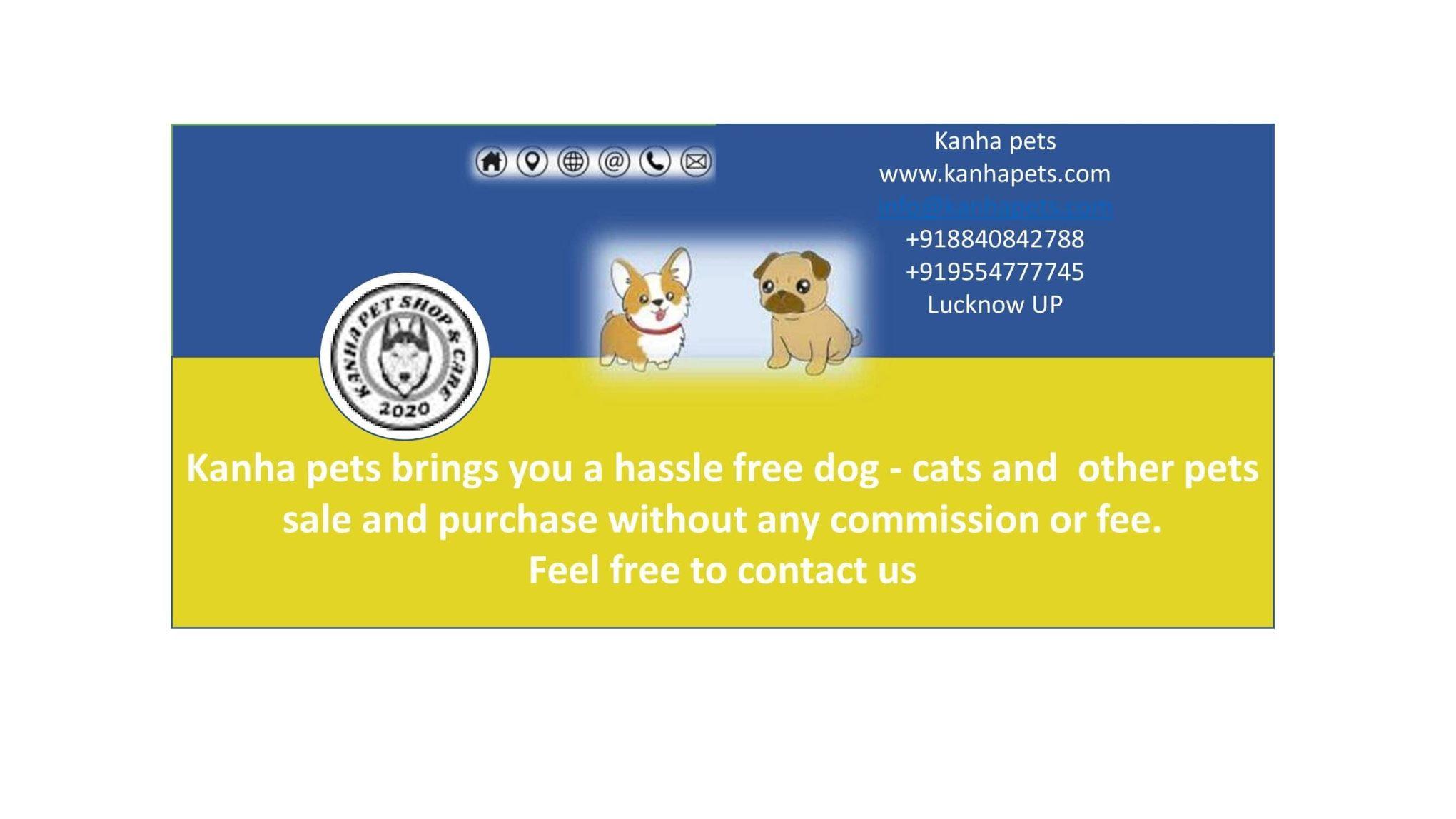 Pet care; Exp: More than 5 year