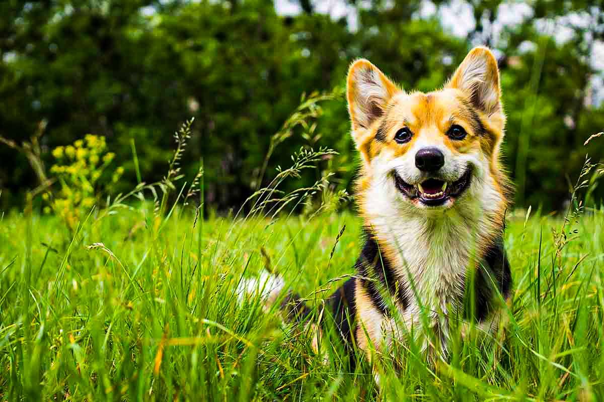 Pet care; Exp: More than 10 year