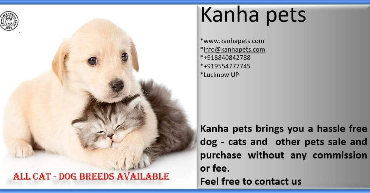 Pet care; Exp: More than 5 year