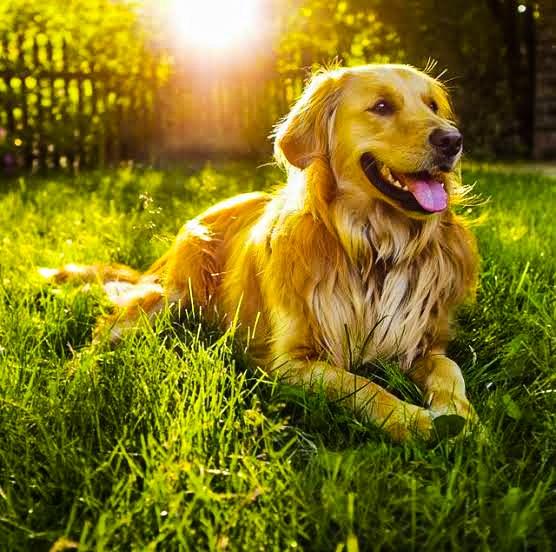 Pet care; Exp: More than 10 year