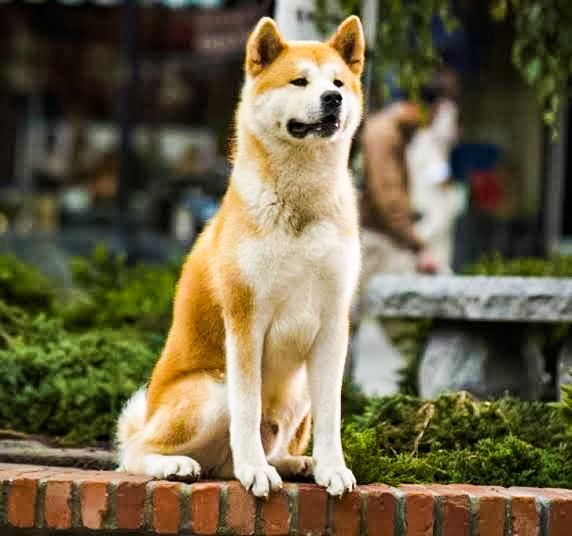 Pet care; Exp: More than 10 year