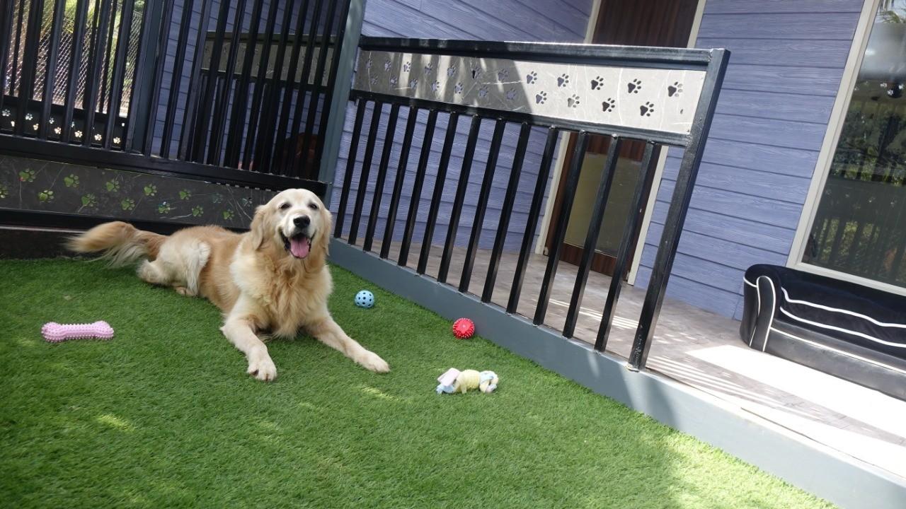 Pet care; Exp: More than 15 year