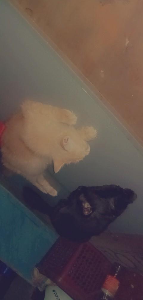 Bill Payment Services