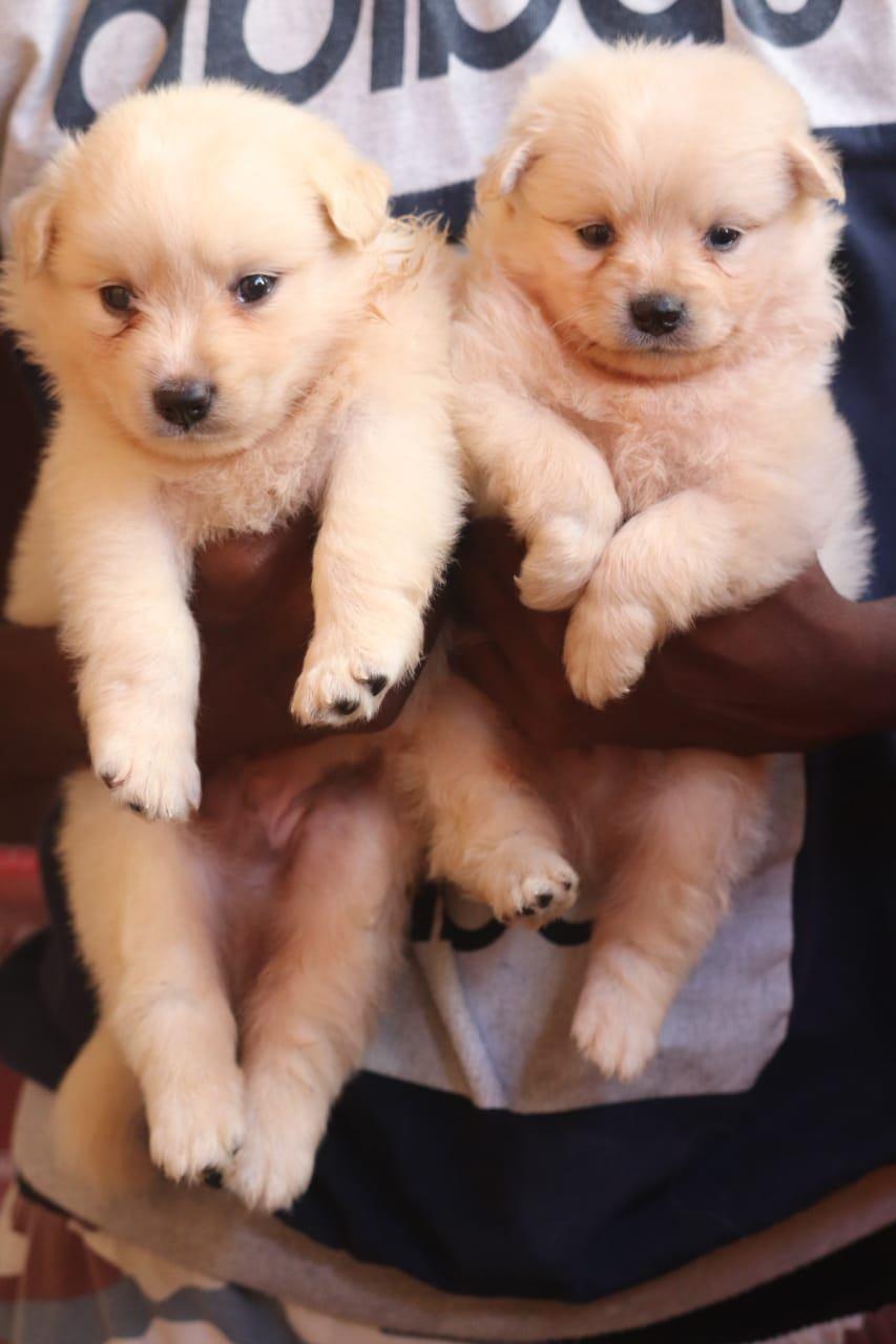 Pet care; Exp: More than 10 year