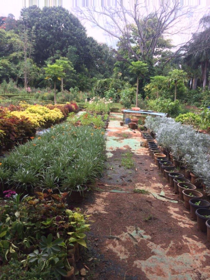 Have experience in gardening and landscaping for more than 35 years , retired Beml employee. 