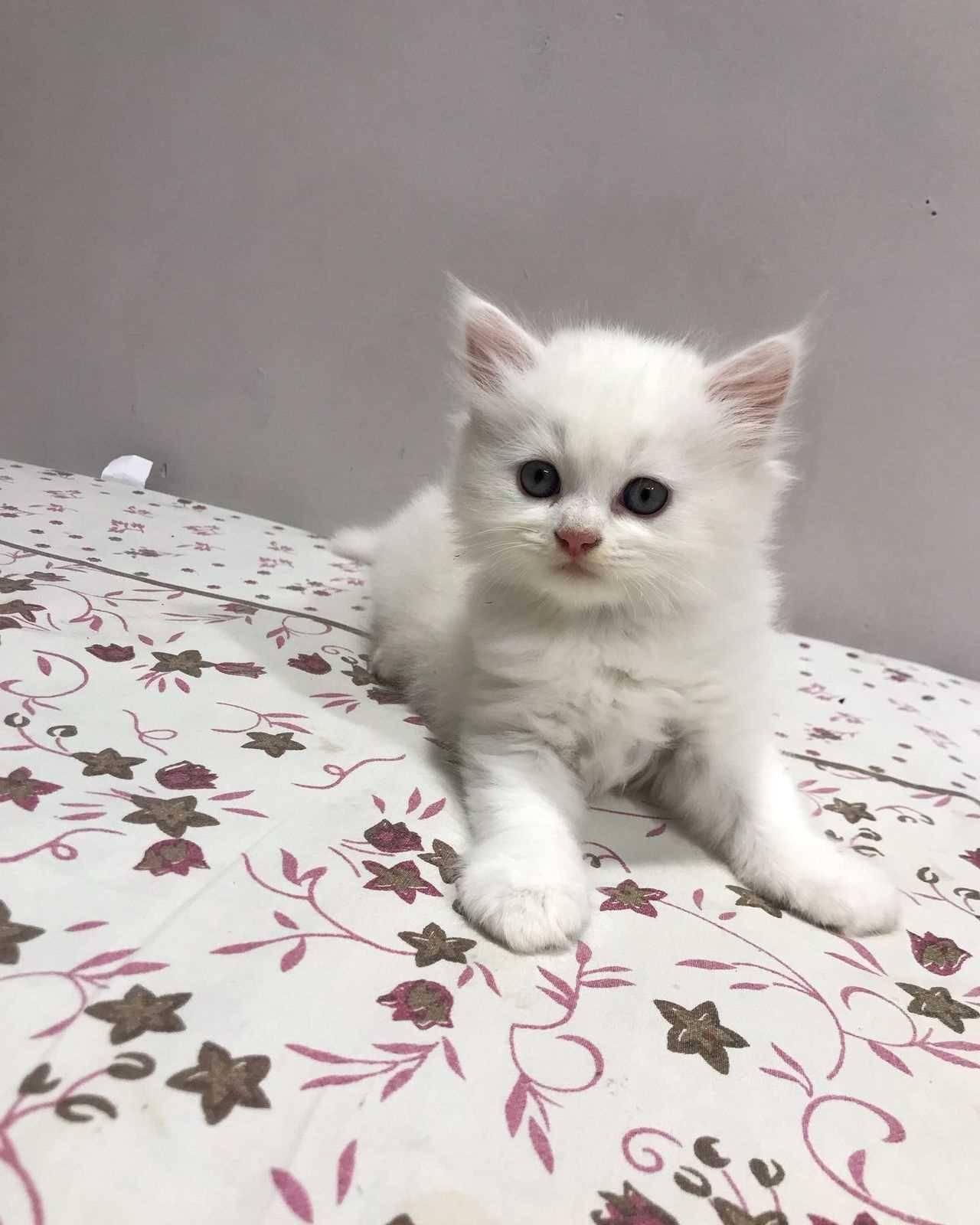 Other professional services; Exp: More than 5 year