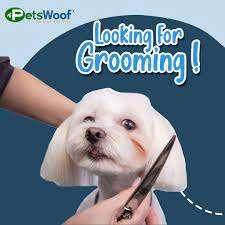 Pet care; Exp: More than 5 year