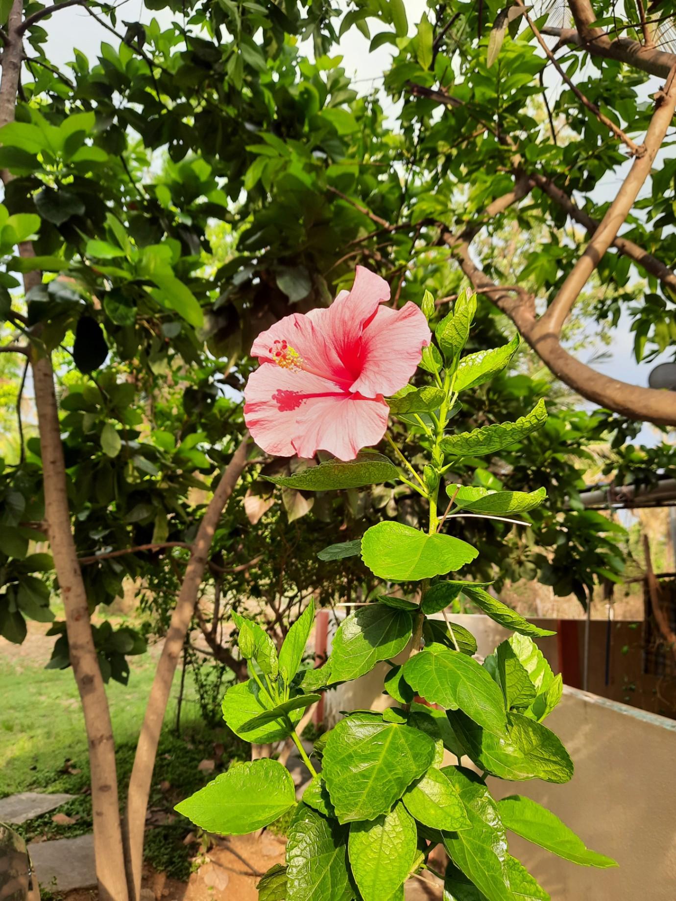 Maid/ Domestic help; Exp: Some experience (0-1 years)