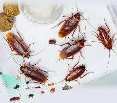 Pest Control Service