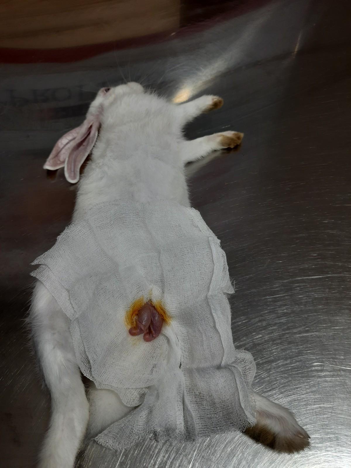 Vetcare clinic