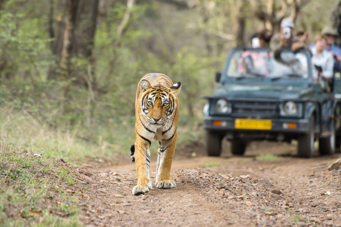 Jaipur Ranthambore Same Day Tour-My Rajasthan Trip
