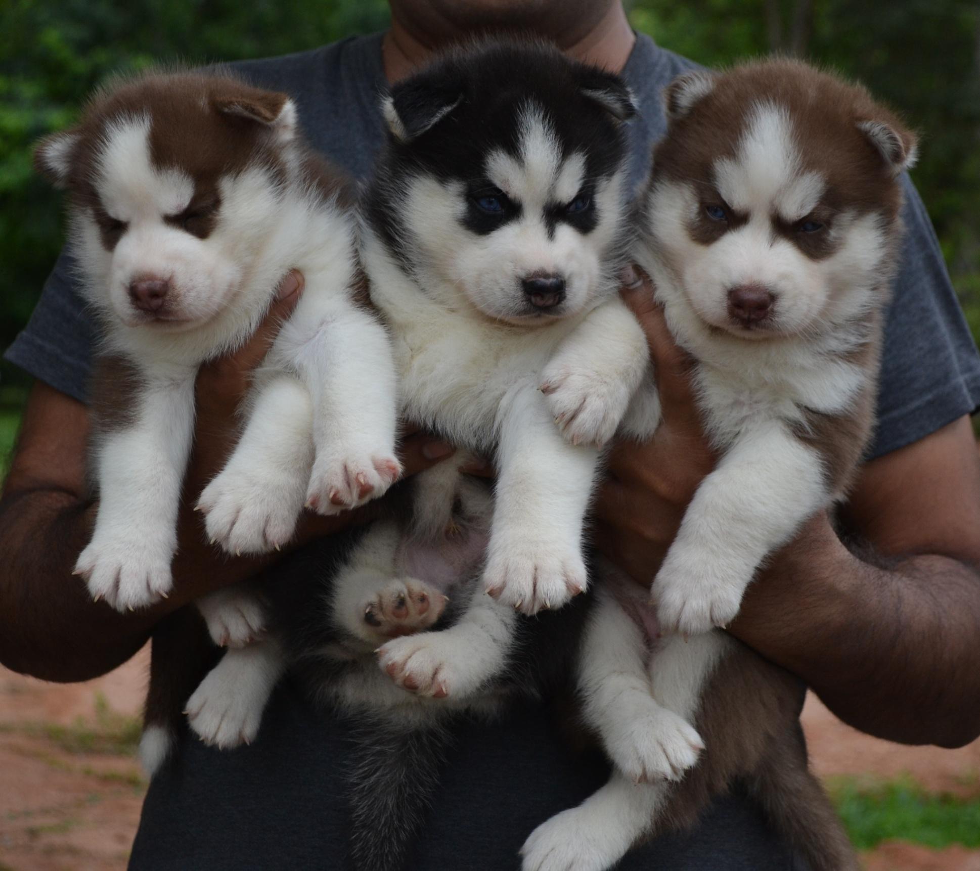 Pet care; Exp: More than 10 year