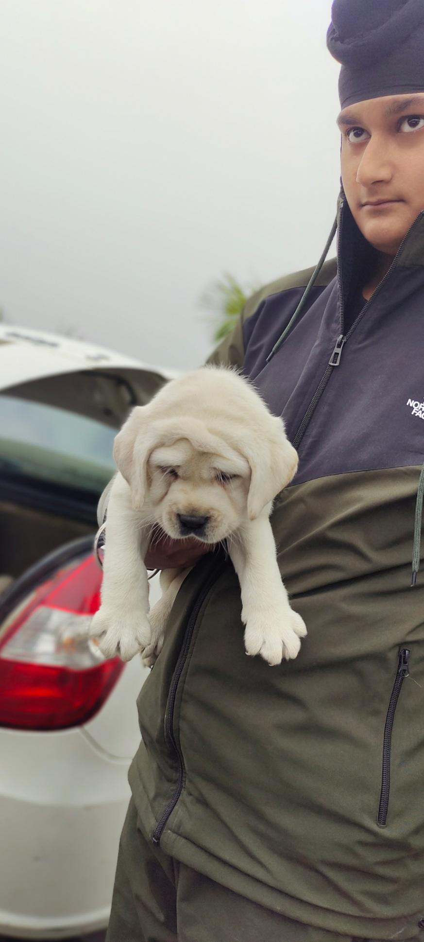 Pet care; Exp: More than 10 year