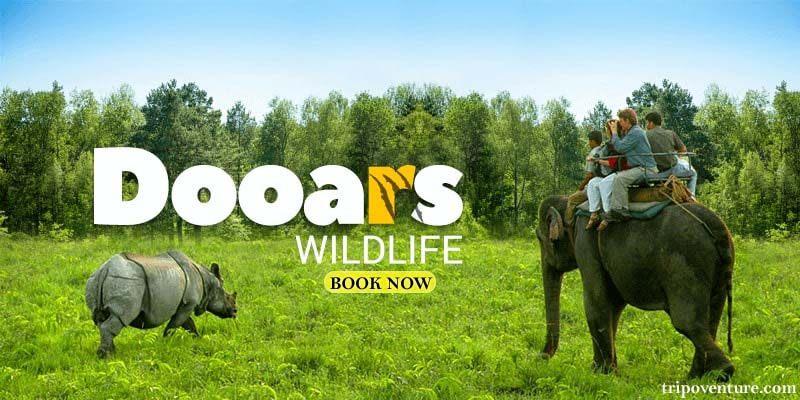 Honeymoon Packages, Road Tours, Wild Life Tour; Exp: More than 5 year