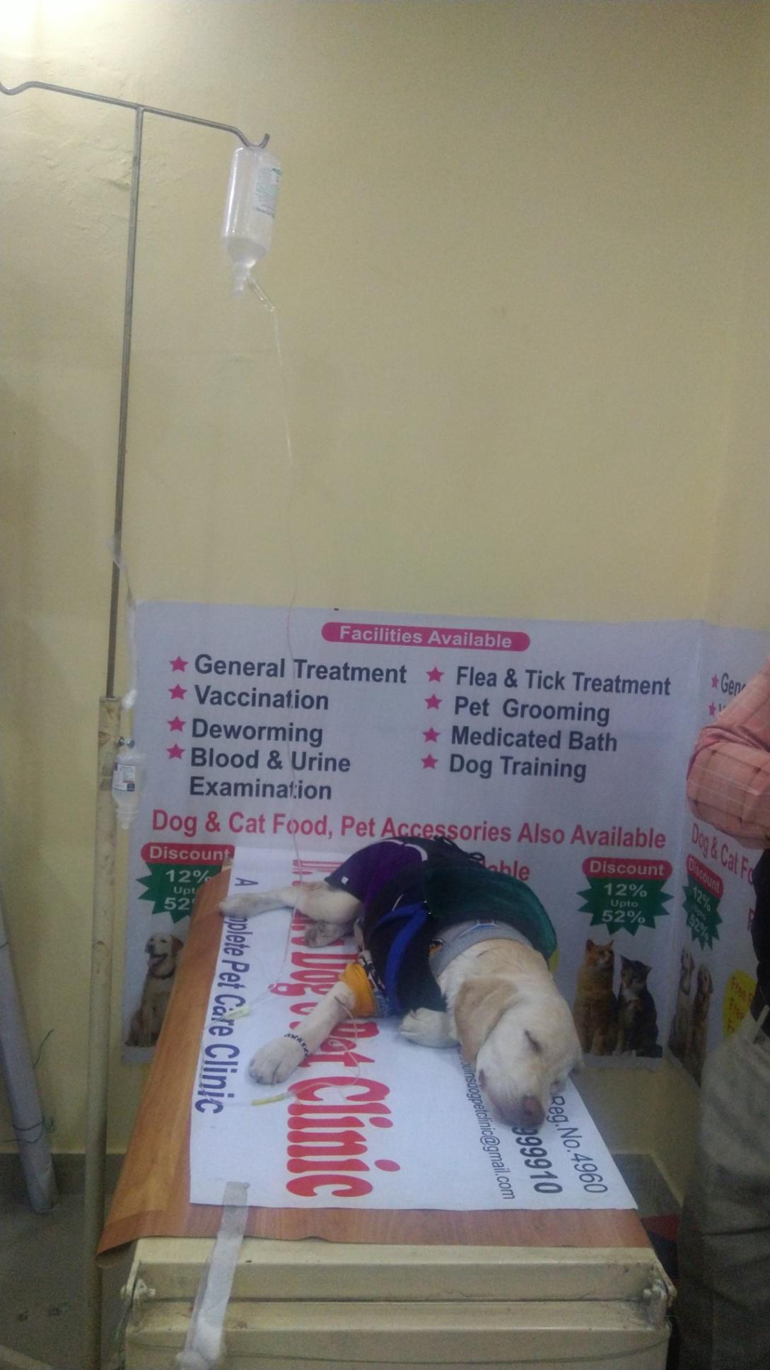 Veterinary Doctors, Veterinary Services; Exp: More than 5 year