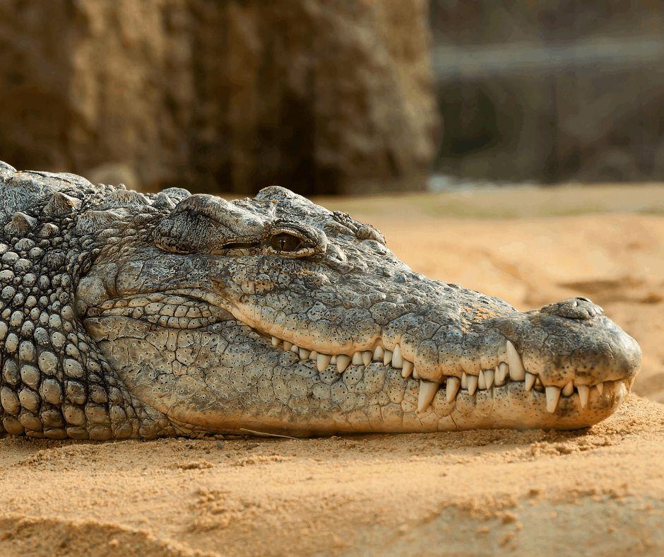 Goa Crocodile Watching Trip and Tour