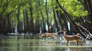 SUNDARBAN TOUR 2 NIGHTS 3 DAYS PACKAGE