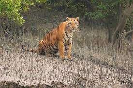 2 NIGHT 3 DAYS SUNDARBAN PACKAGE 2024