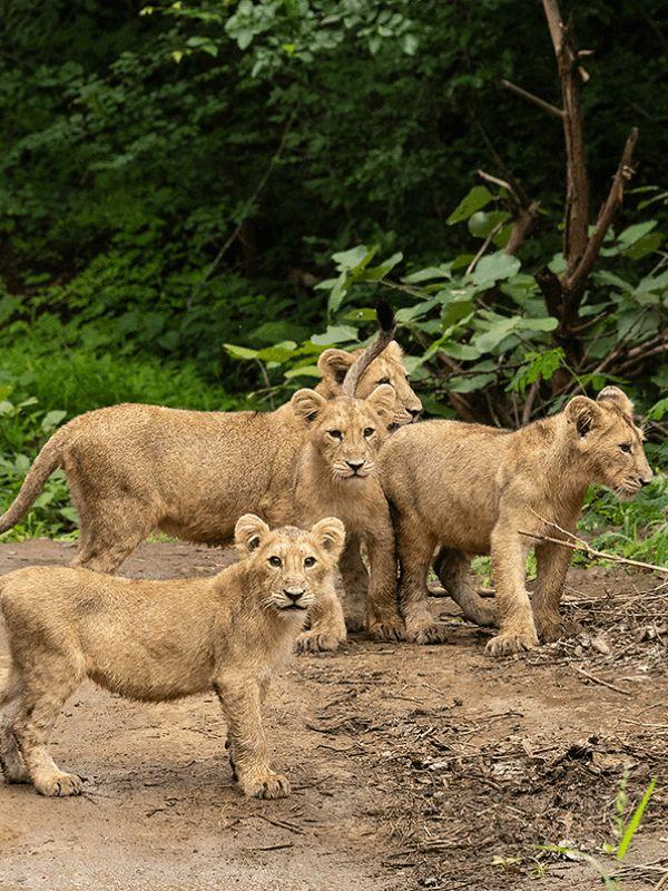 Wildlife Photography  Tiger and Me