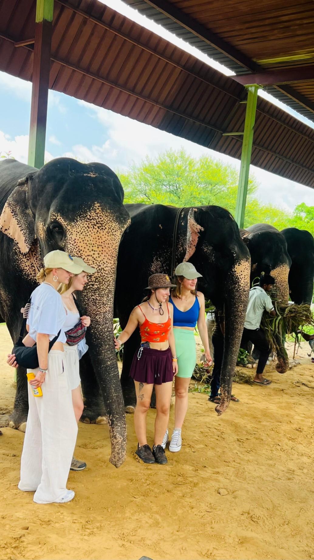 Elephant Activities in Jaipur with Elefriendride!