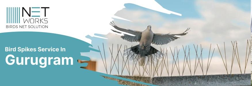 Professional Bird Spike Installation | Bird Spikes in Gurgaon