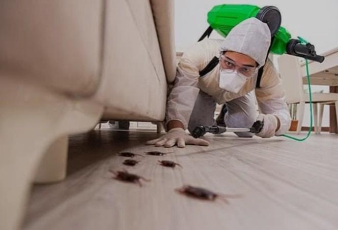 Best Pest Control Service Nearby 