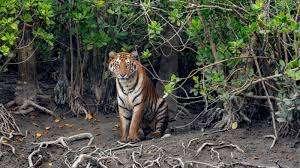 SUNDARBAN FAMILY TOUR PACKAGE 2024-2025