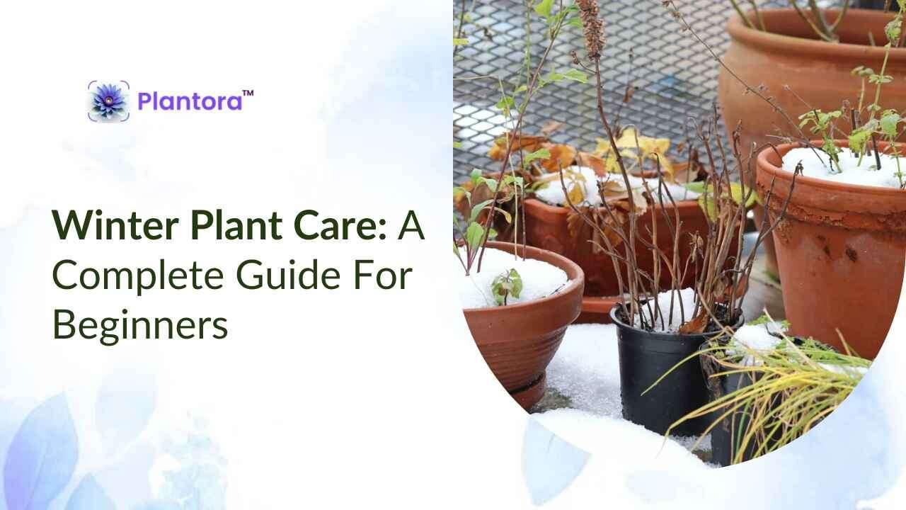 Winter Plant Care: A Complete Guide for Beginners.