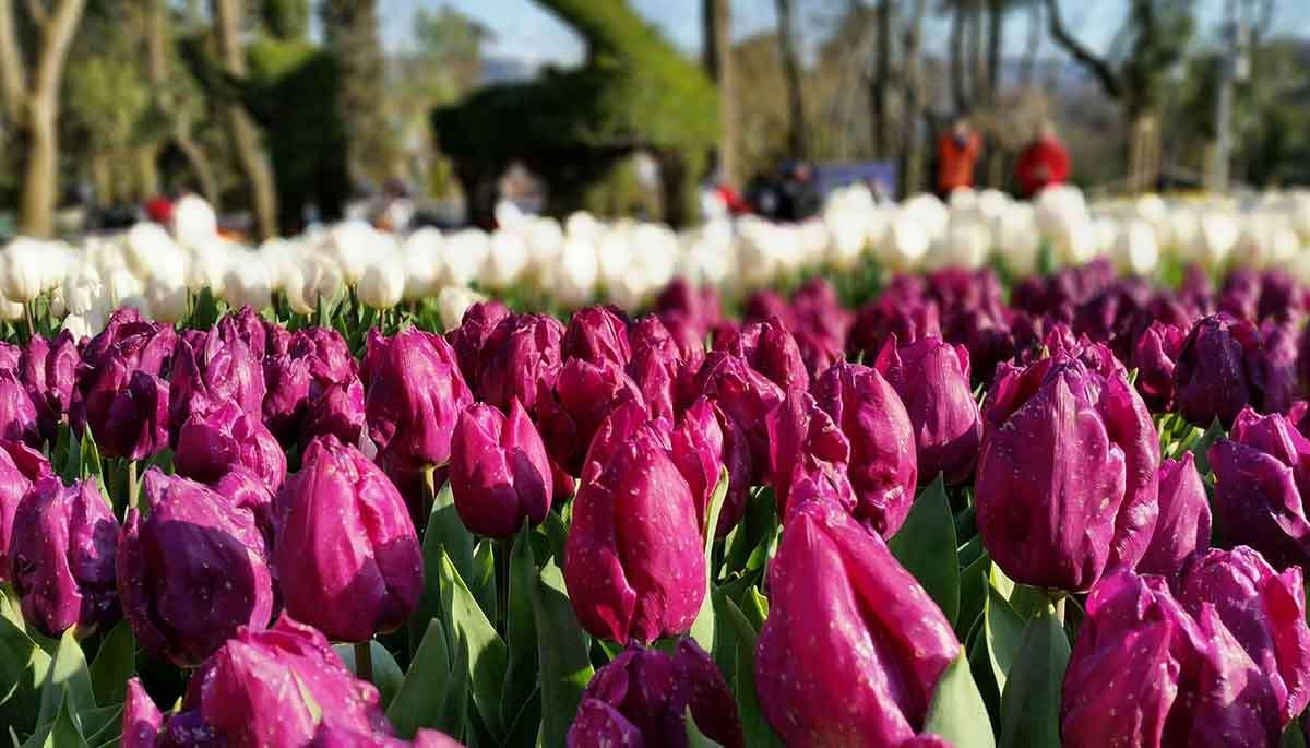 Wonderful Kashmir Tulip Festival Tour Package - Best Offer 