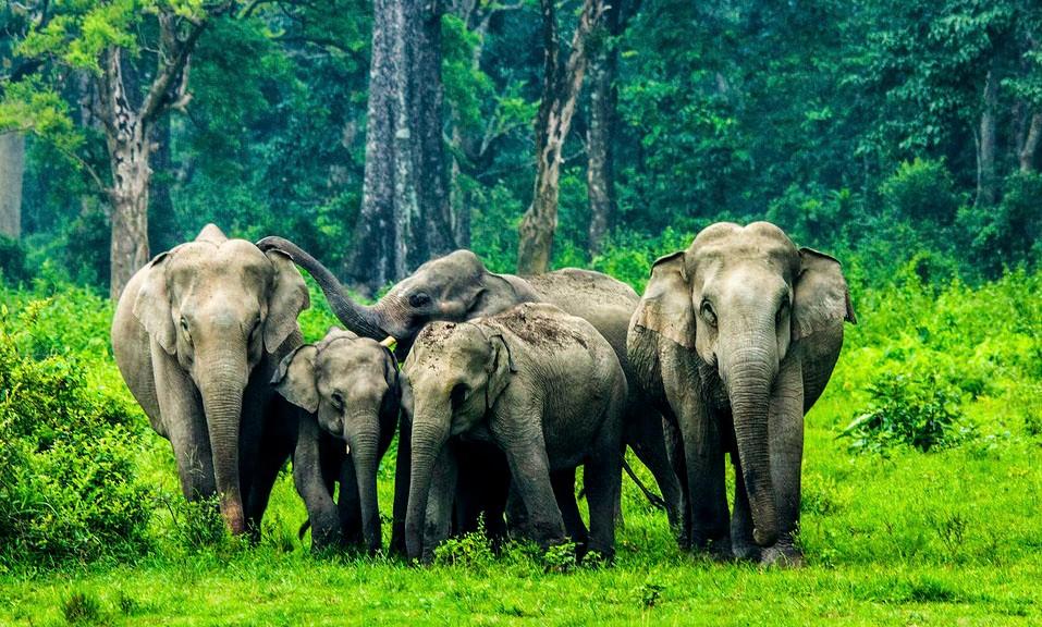 Escape to Dooars with an All-Inclusive Package Tour from NJP