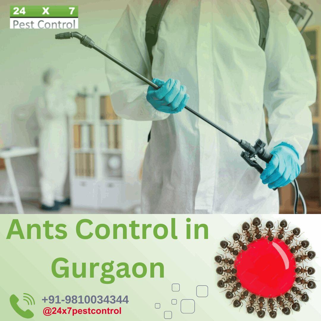 Effective Ants Control in Gurgaon