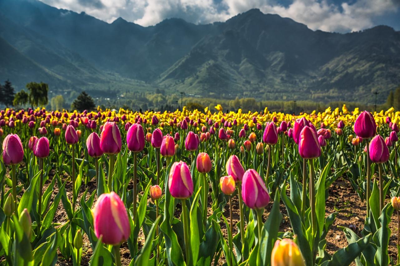 Wonderful Kashmir Tulip Garden Festival Package - Book Now!