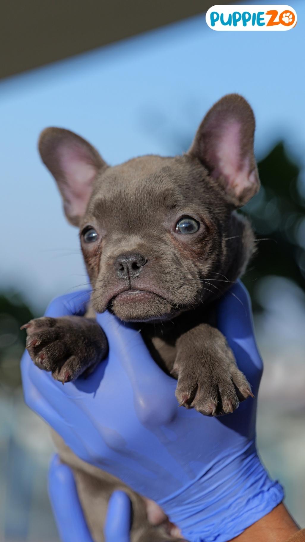 French Bulldog Puppies for Sale in India
