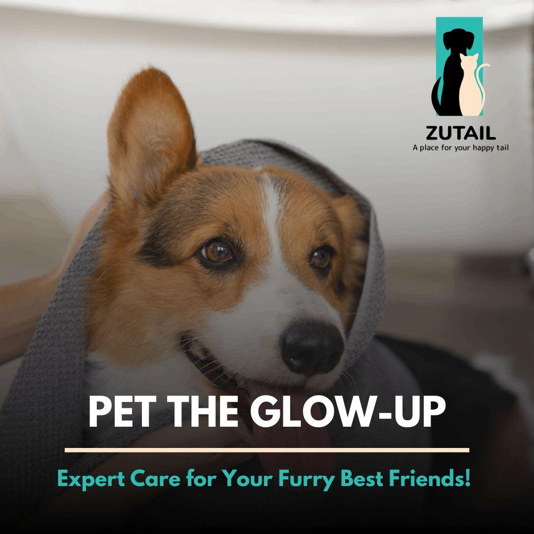 Doorstep Cat Grooming in Tirupur