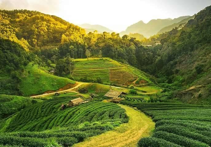 Assam Holidays: Explore the Beauty of Northeast India