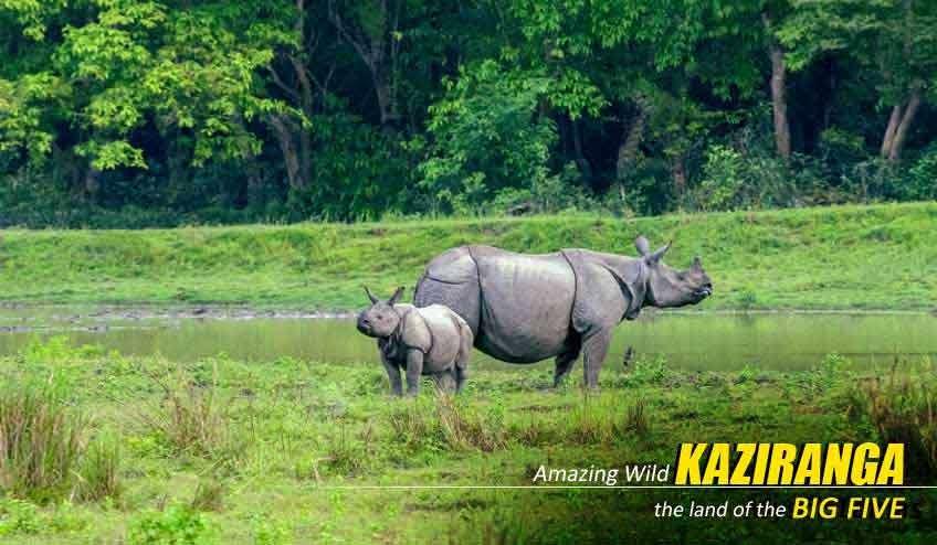 Customized Kaziranga Elephant Safari Package Tour 