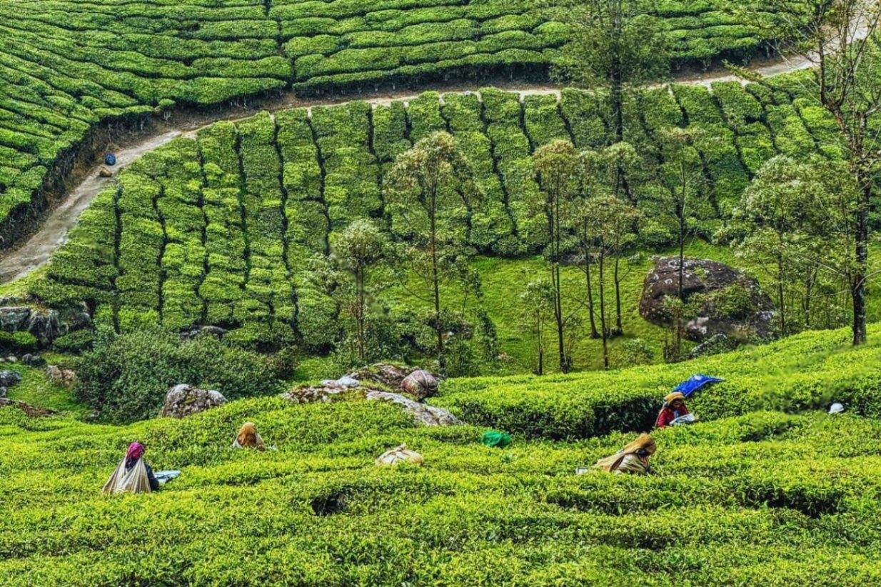 Munnar Tour Packages - Discover India Most Scenic Destinations