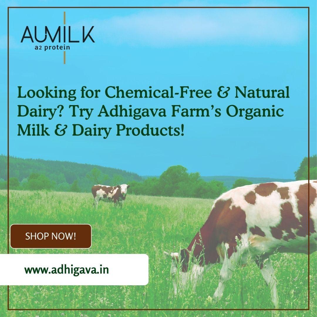 Chemical Free and Natural Dairy Organic Milk and Dairy Products
