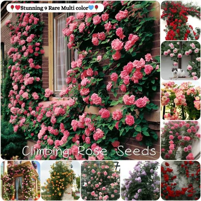 elegant climbing rose flower seeds