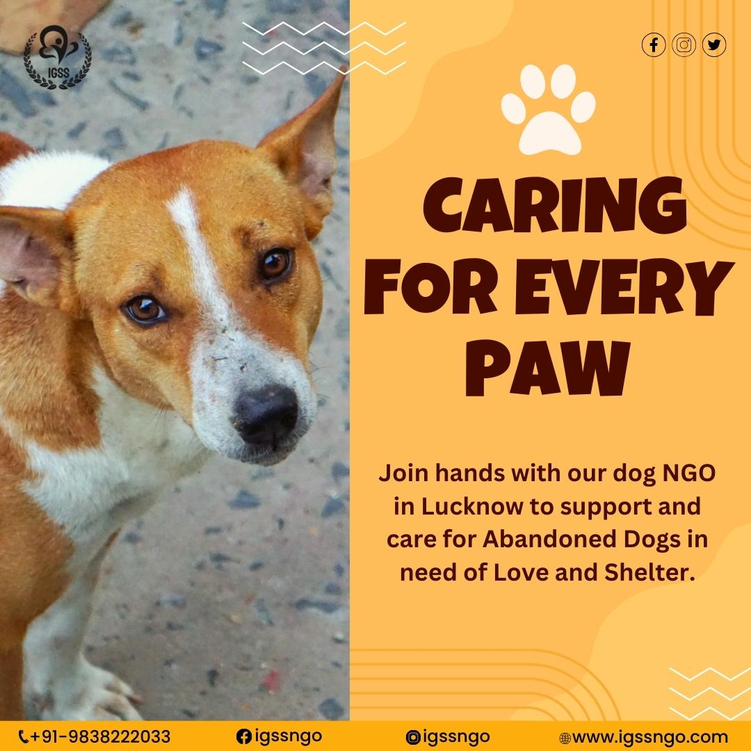 IGSS Animal Aid Lucknow Rescue, Care & Protection for Strays
