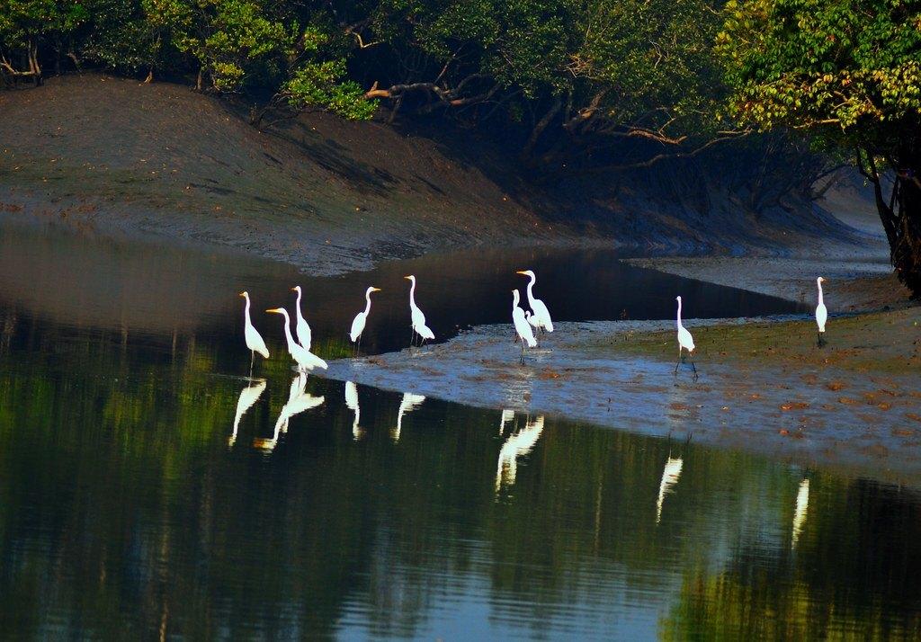 Sundarban Hotel Sonar Bangla Package Tour - Book Now