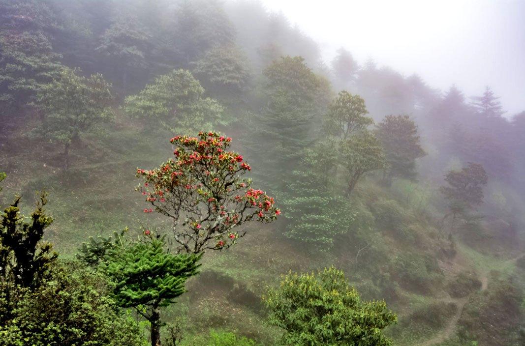 Sandakphu Package Tour from Kolkata  Best Offer 