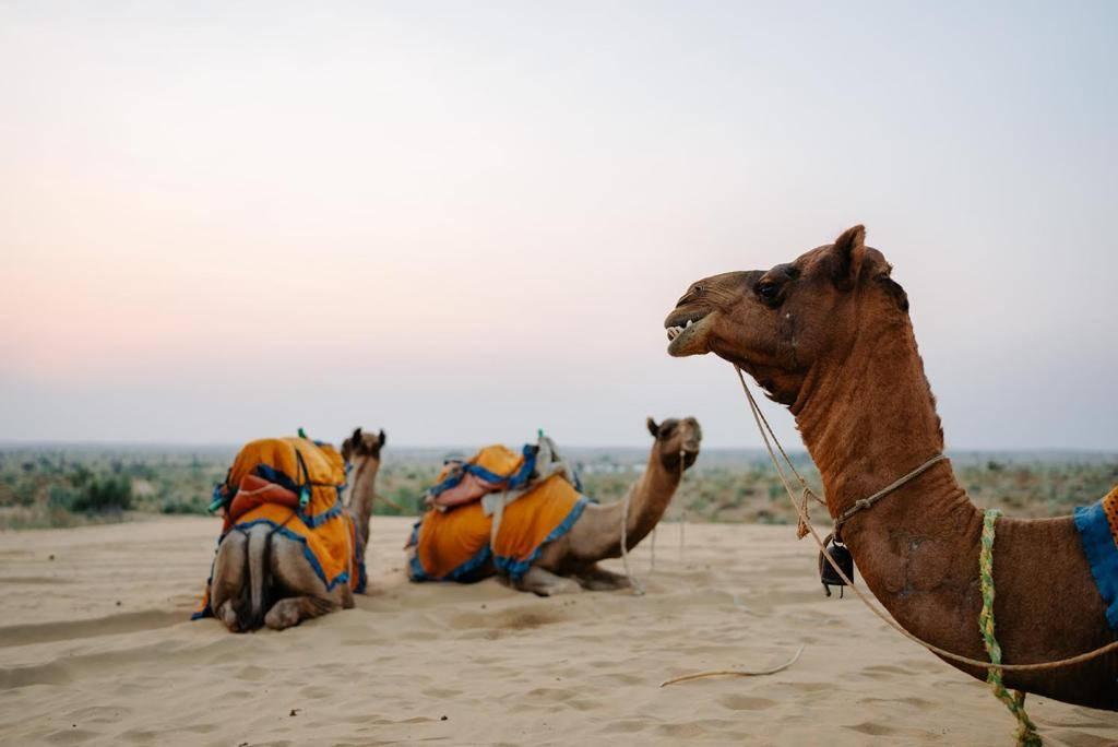 The Real Fun of Desert Safari in Jaisalmer with JCR